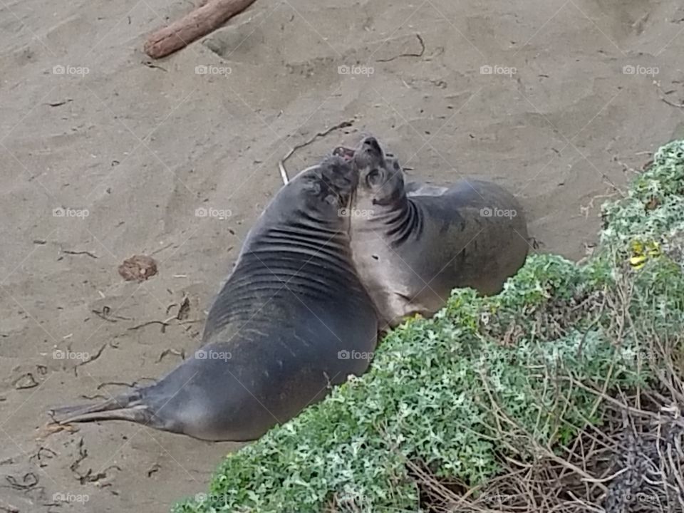sea lions necking