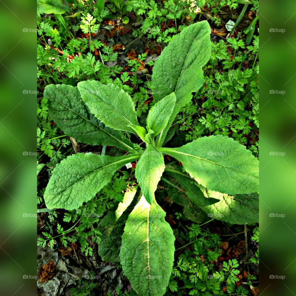 plant potraits flower lover blossoming trees amazing atmosphere environment clean and fresh Air amazing photography 📸 Muneeb bhat
