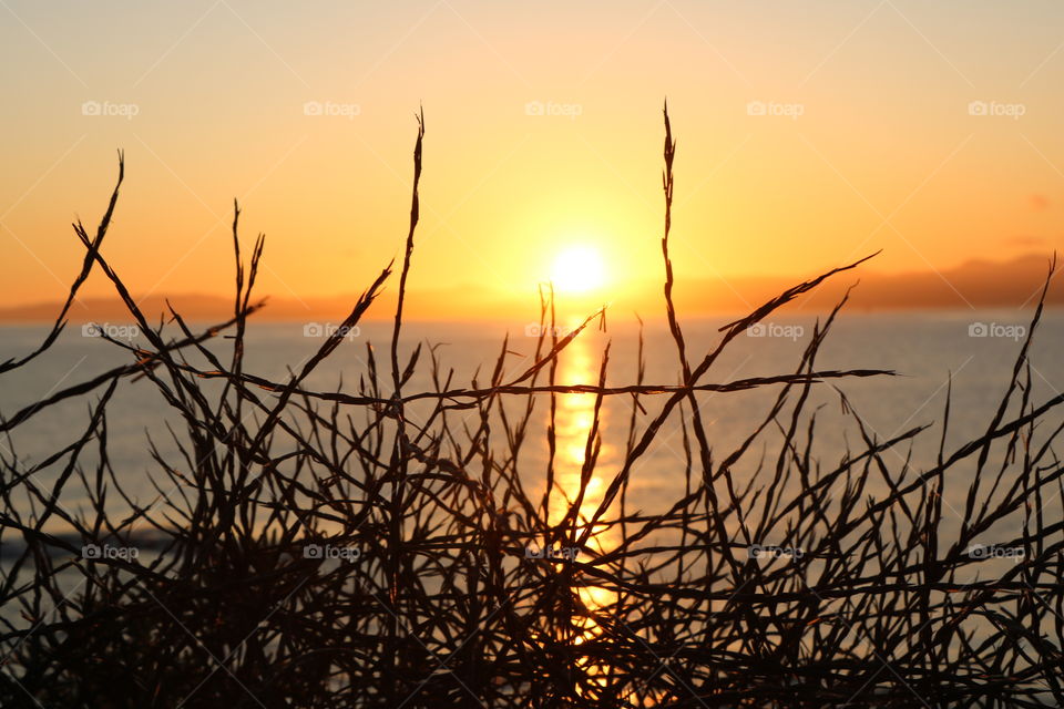 Dry bushes by the shore against the beautiful autumnal sunset