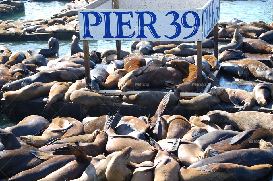 Pier 39 San Francisco CA