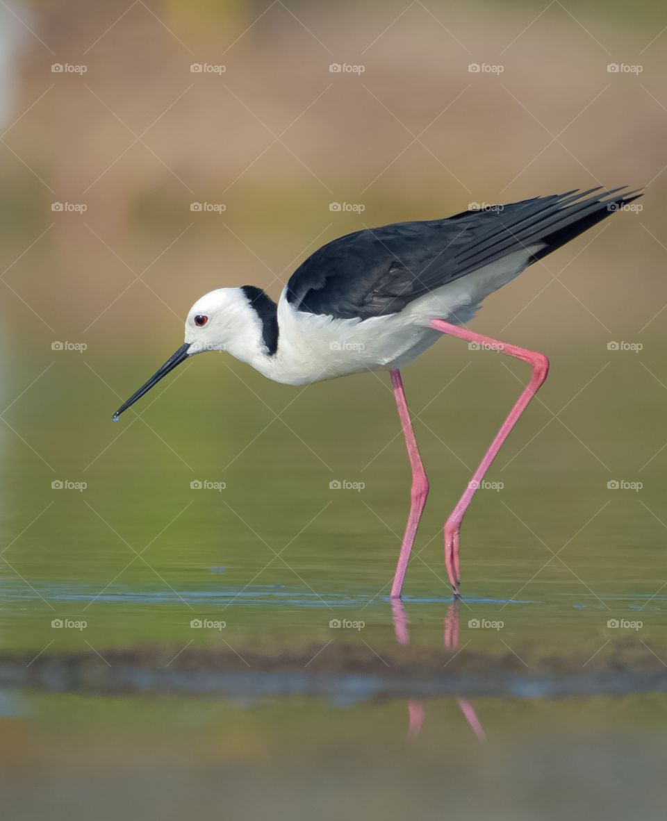 White-headed Stilt