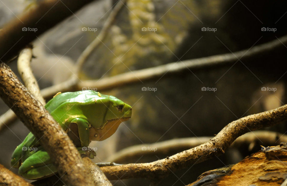green animal reptile branch by refocusphoto