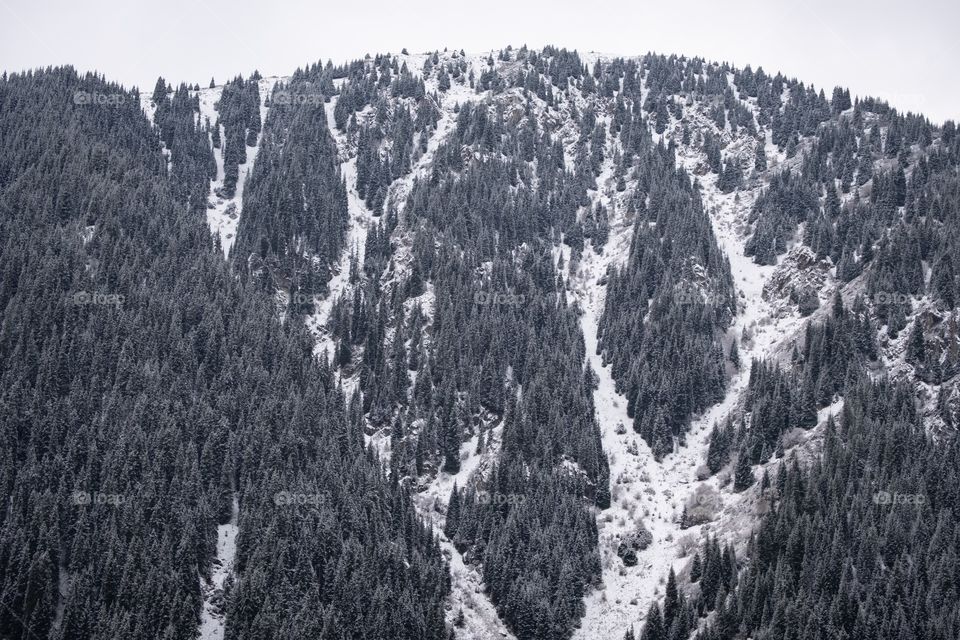 Beautiful scene of snow mountain and pines forest at big almaty lake in autumn season , Kazakhstan is new landmark for tourists around the world 