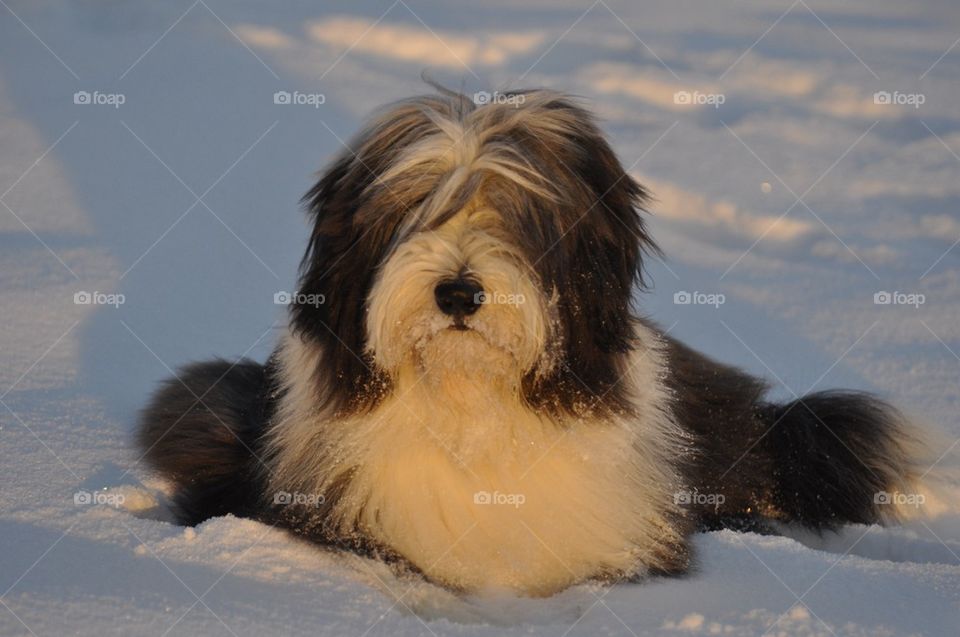 Bearded Collie in the snow