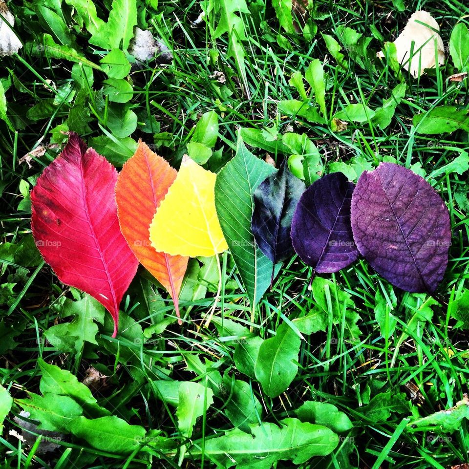 Chakra leaves 