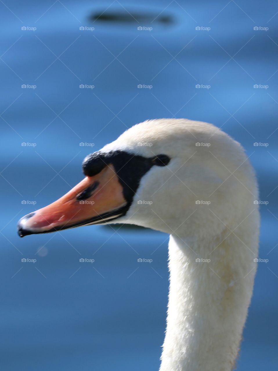 swan close up