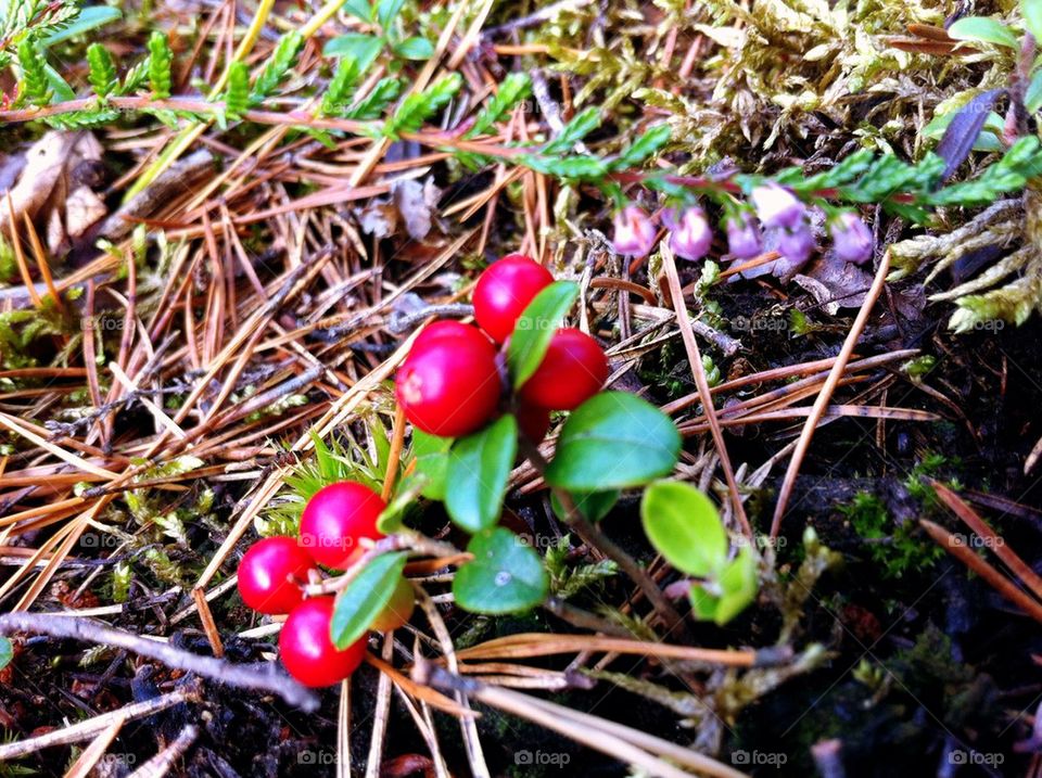 Sprigs with lingonberries in forest in fall.