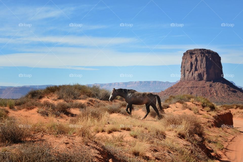 Wild horse in the Southwest 