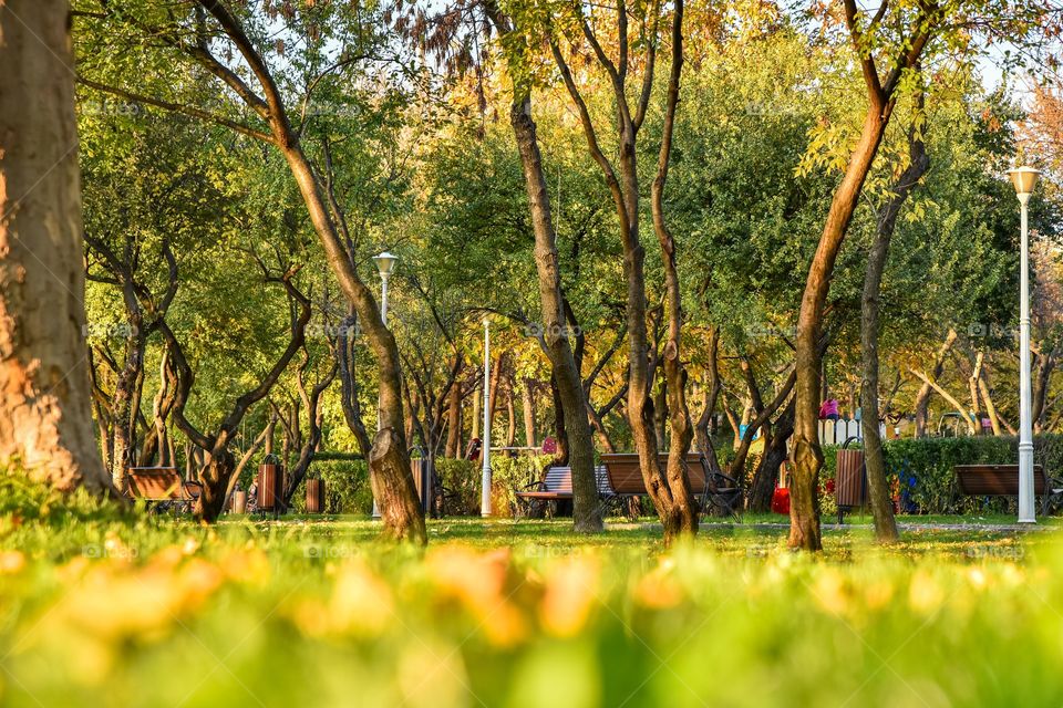 Nature, Tree, Landscape, Leaf, Park