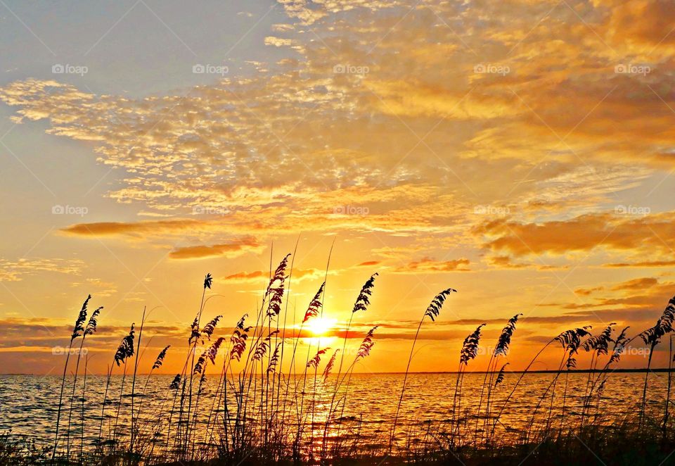 Magic Sunrise and Sunset - A golden sunset wit sea oats. Sunsets are fascinating. Sunsets inspire us. Sunsets are the peaceful time of the day. Sunsets are magic!