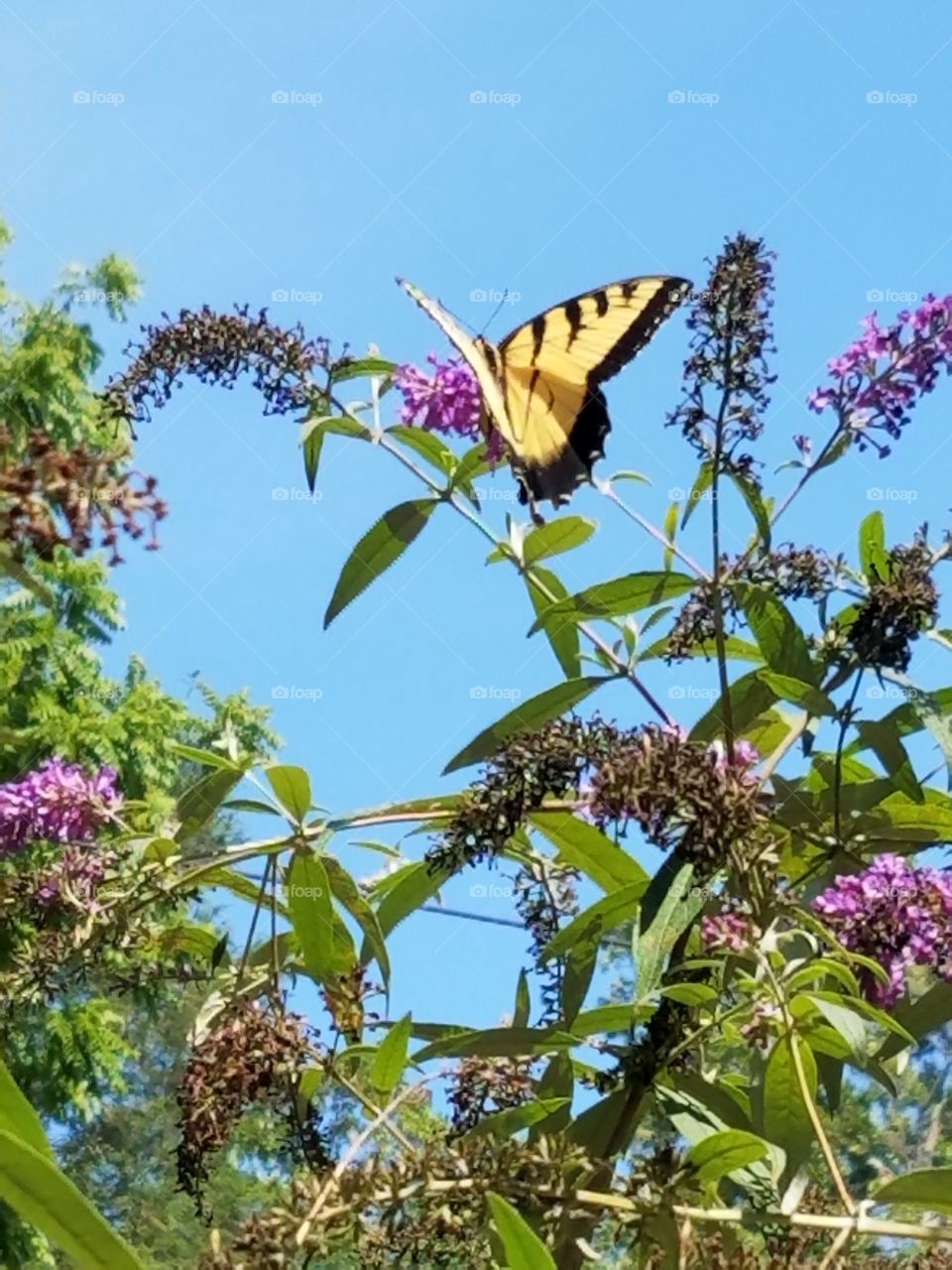 Butterflies fly away