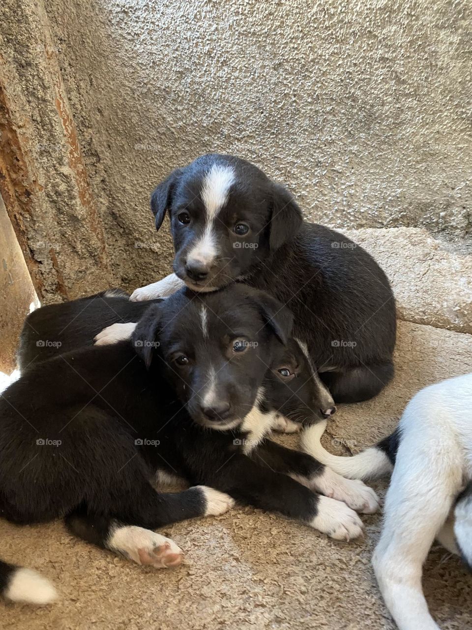 These are cutest puppies found. Hope they get adopted soon . Aren’t their cute? 