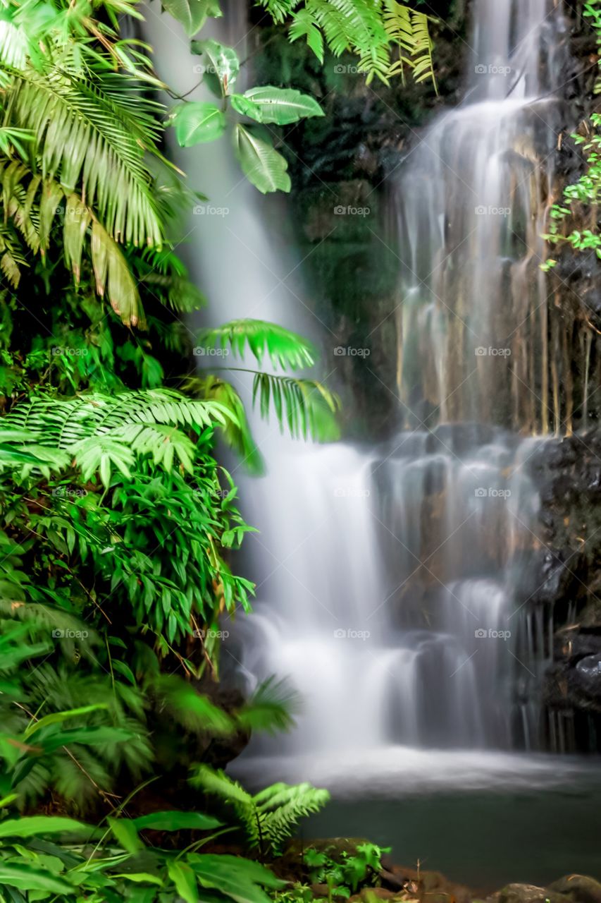 Waterfall cascades down the green foliage of The Big Island, Hawaii. 