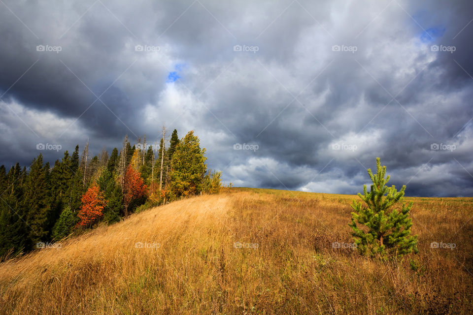 Fall in the field