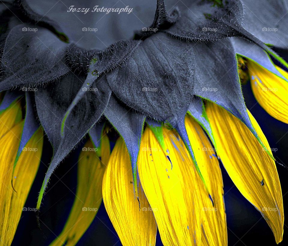 partial color sunflower macro