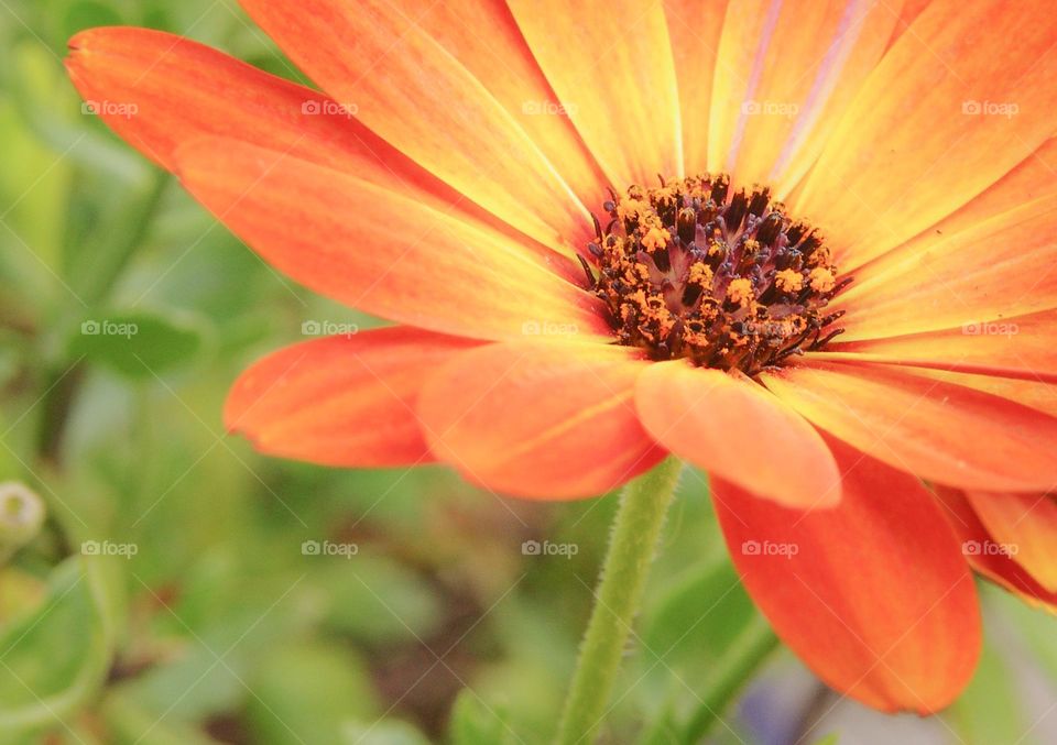 Beautiful macro photo of an orange & yellow flower 