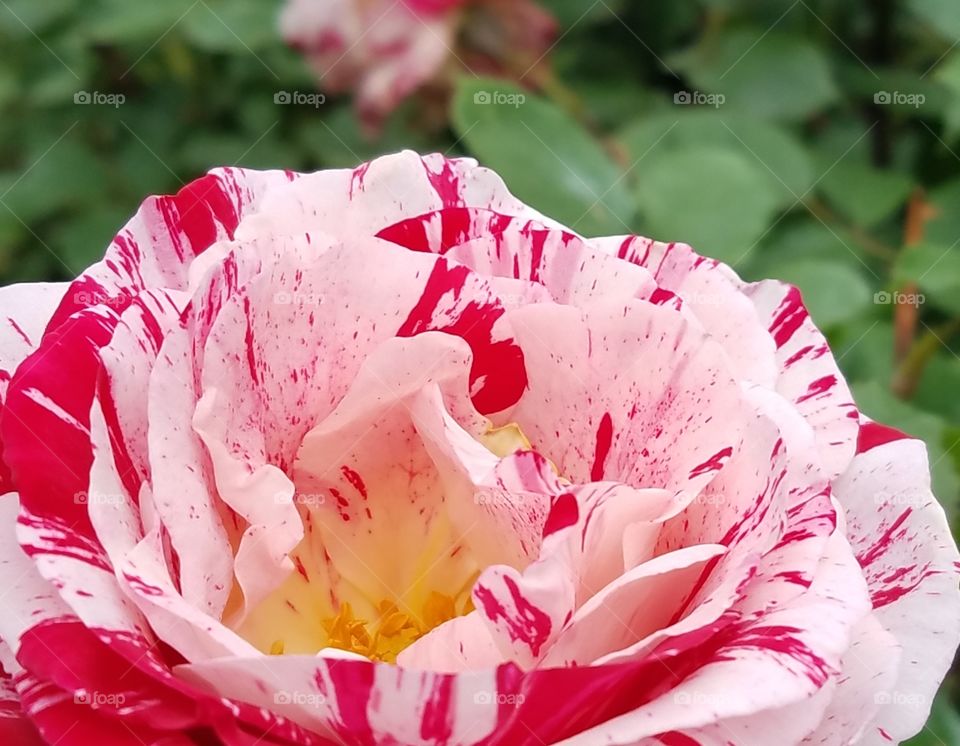 close-up of a red and white rose