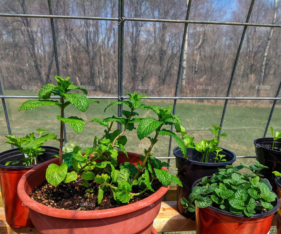 Growing herbs in my greenhouse