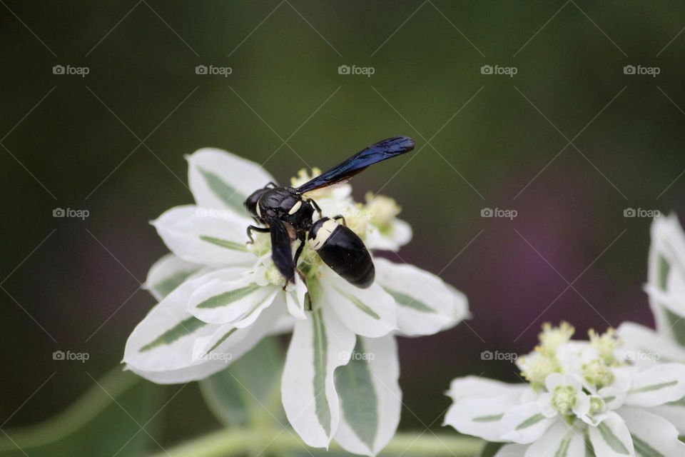 Black Wasp