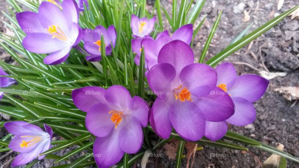 spingcrocus