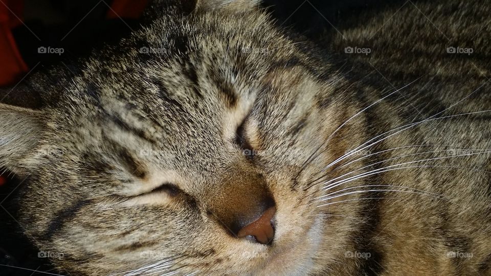 Sleeping cat