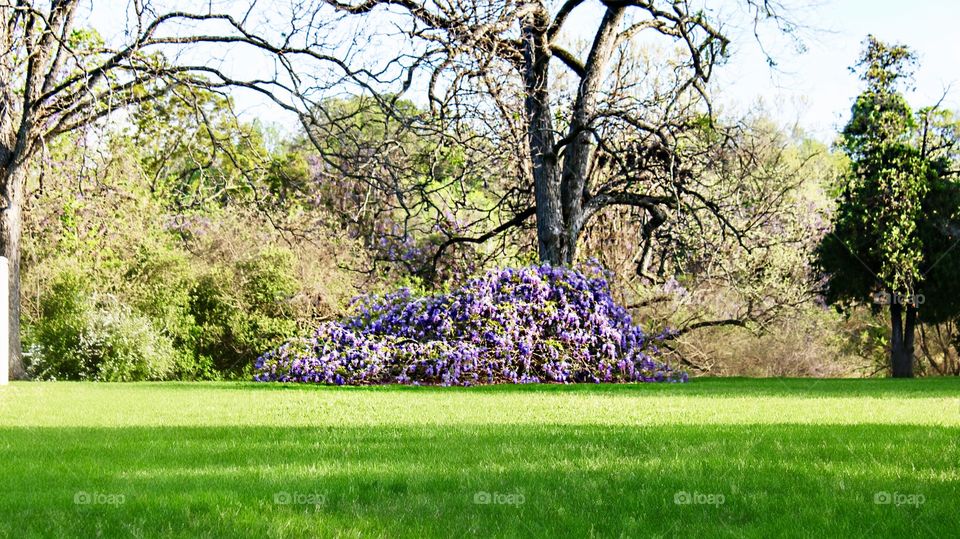 Lavender.