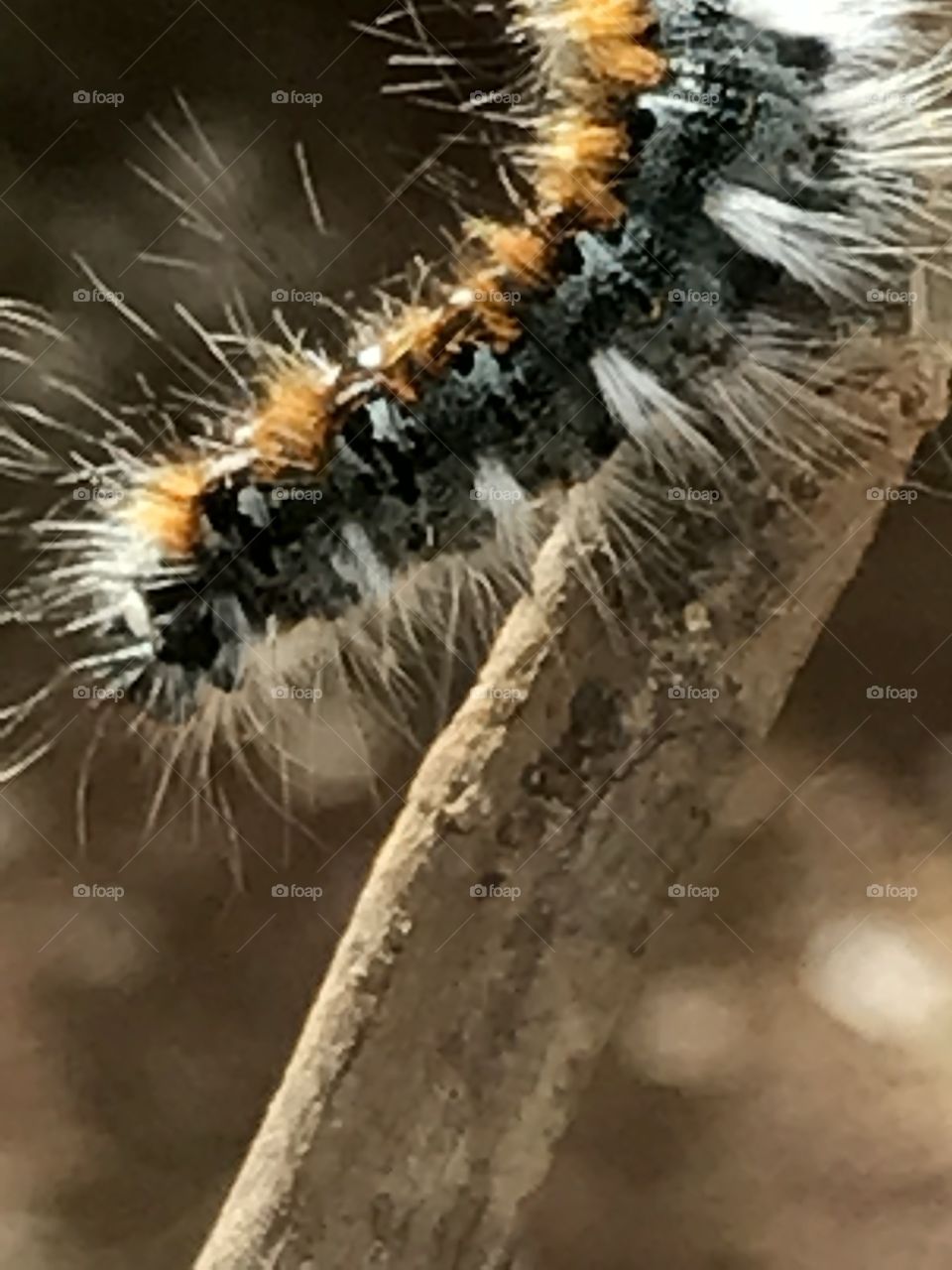 Caterpillar close up