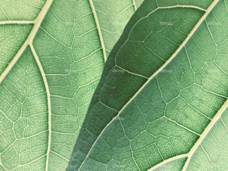 Fig Leaves 