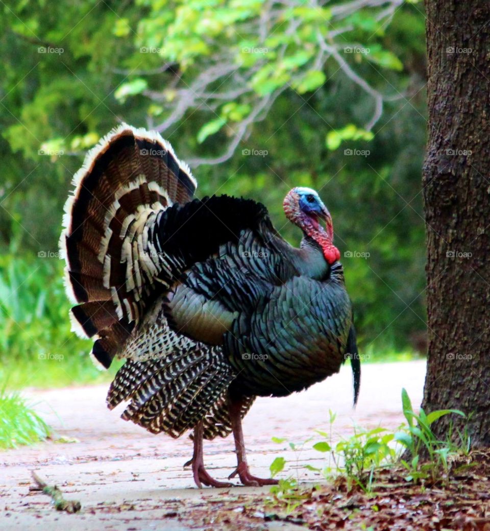 Wild Gorgeous Turkey 