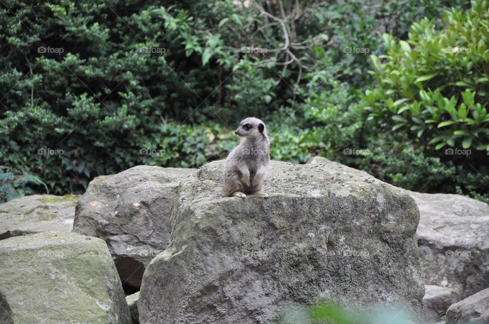 Meerkat on watch.