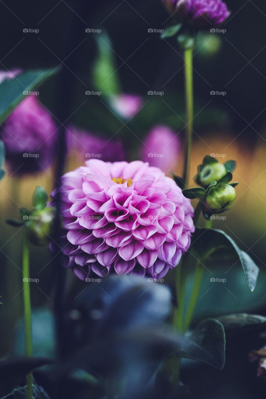 Dahlia session 01