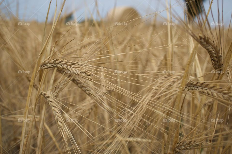 Wheat on the field