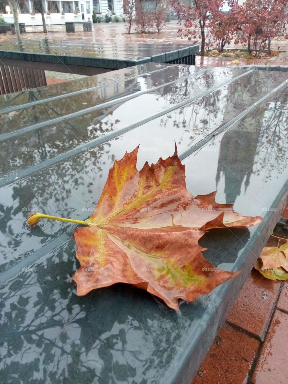 maple leaves on the bench
