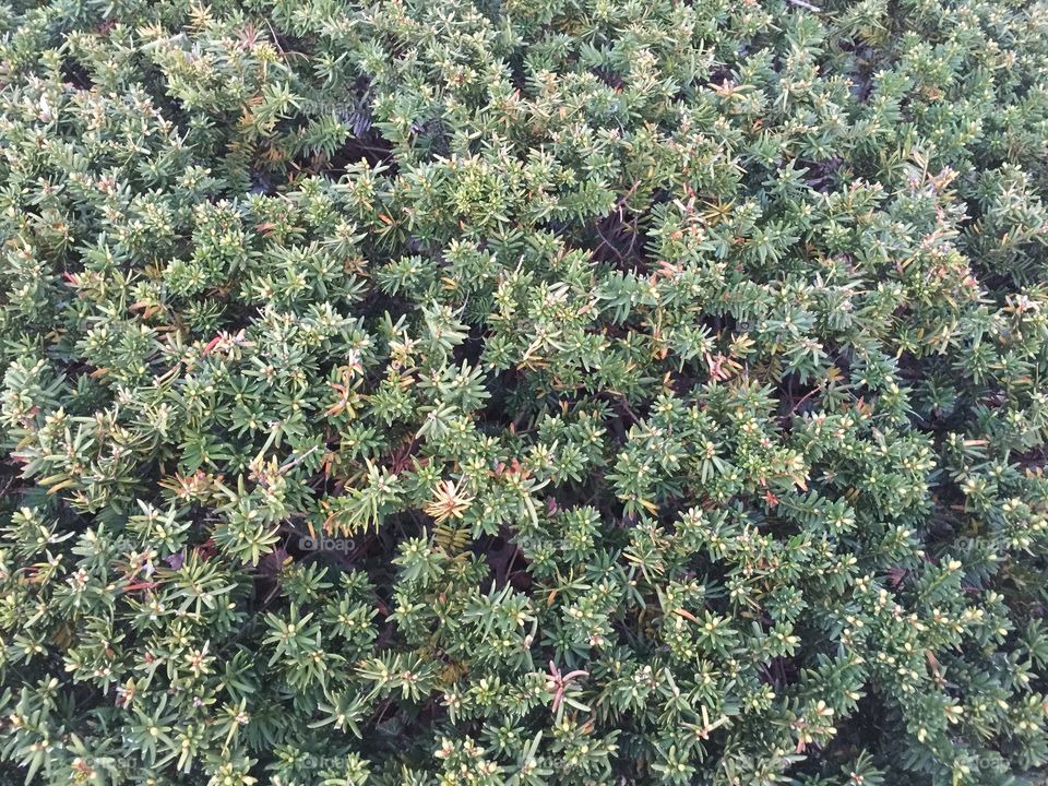 Bush. A close up of a bush.