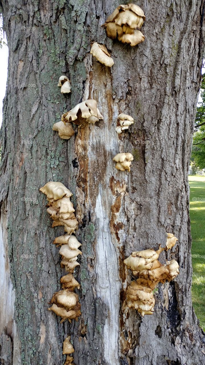 Wood, Fungus, Tree, Nature, No Person