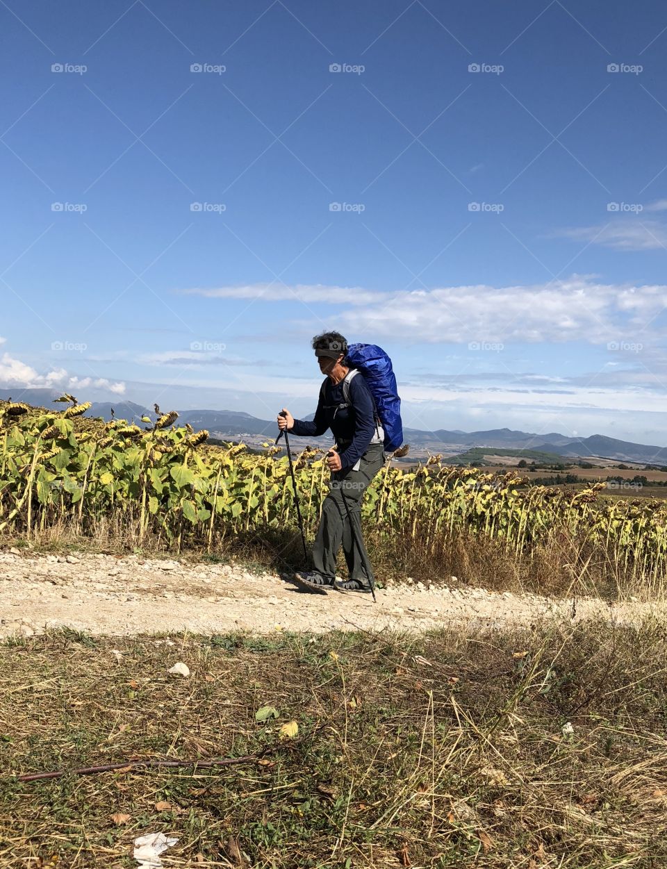 Peregrino