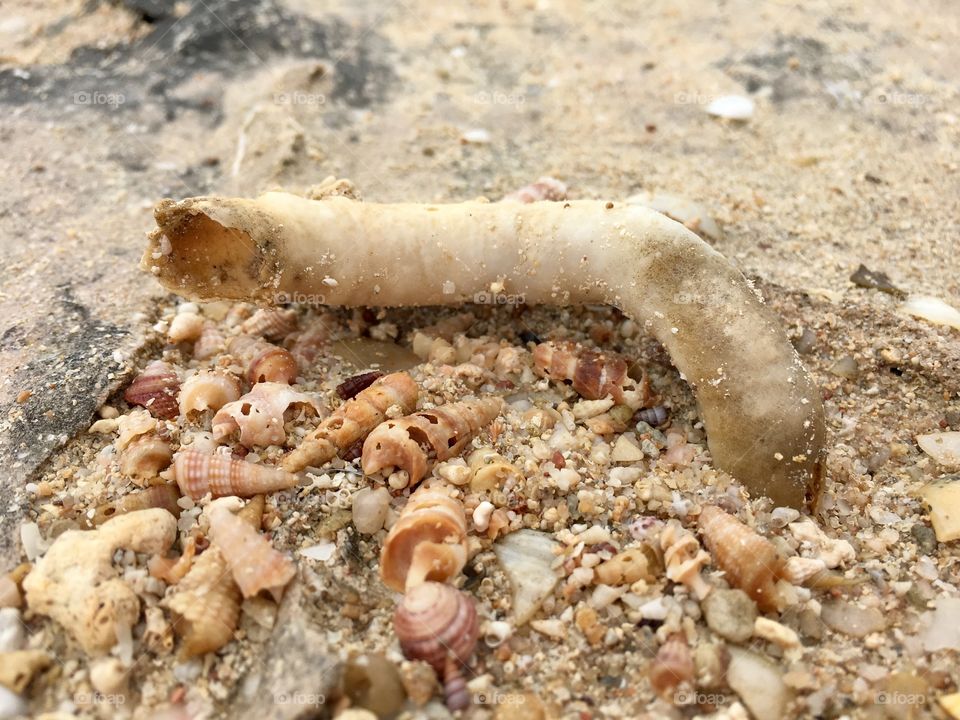 Weathered seashell on beach