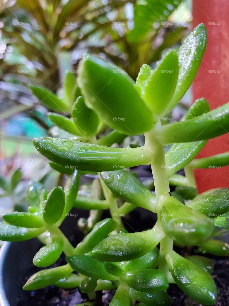 Rain soaked succulent