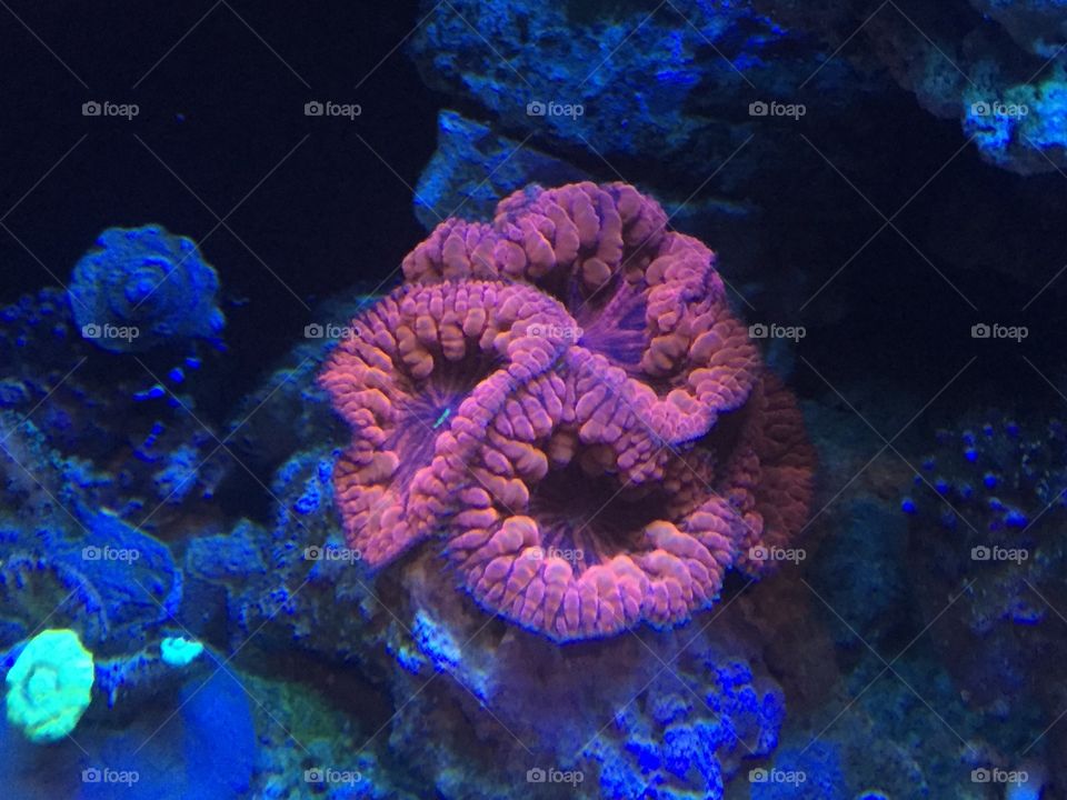Coralii 