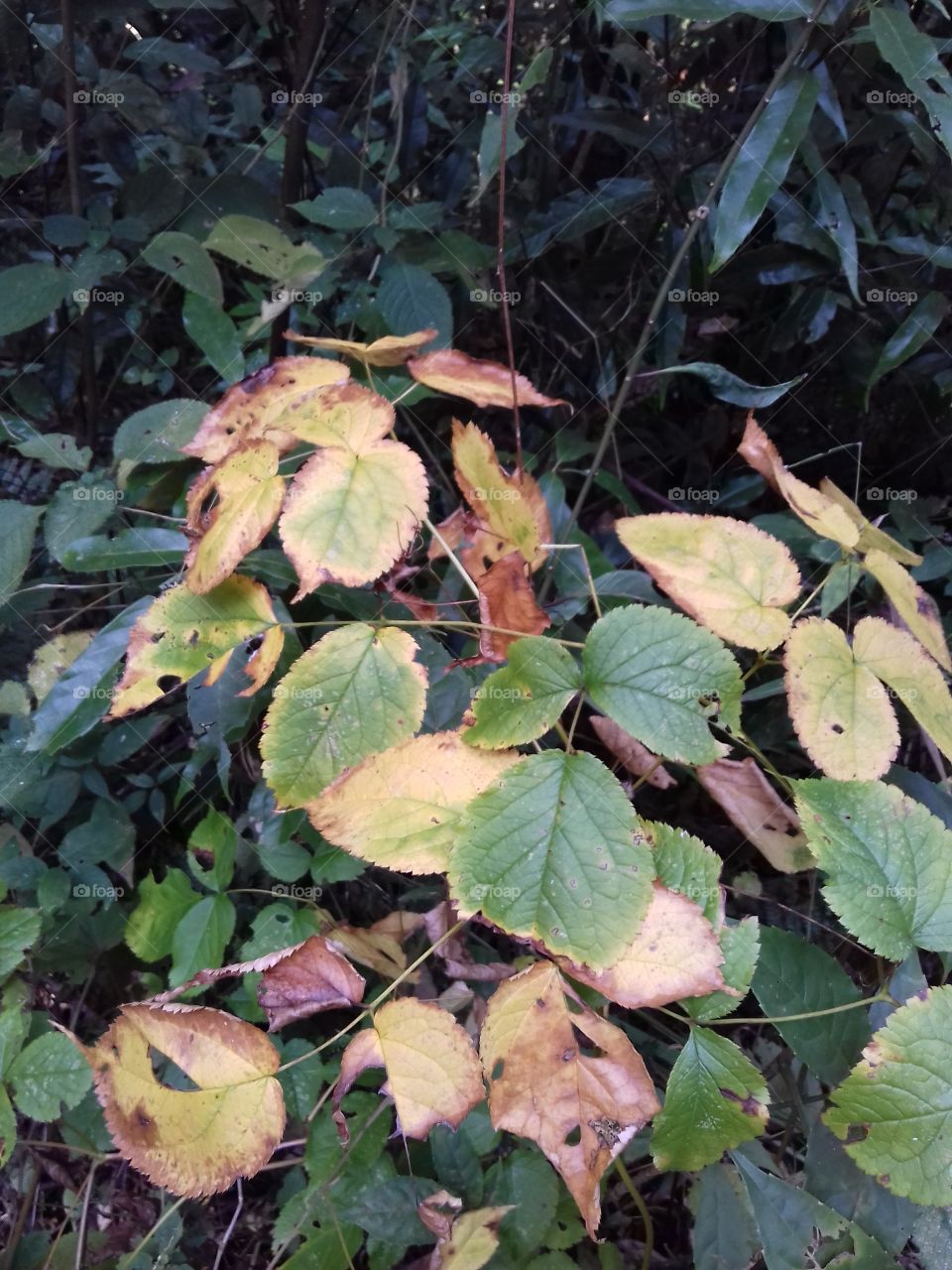 leaves in  January yellowing and drying while some remain defying witer chill