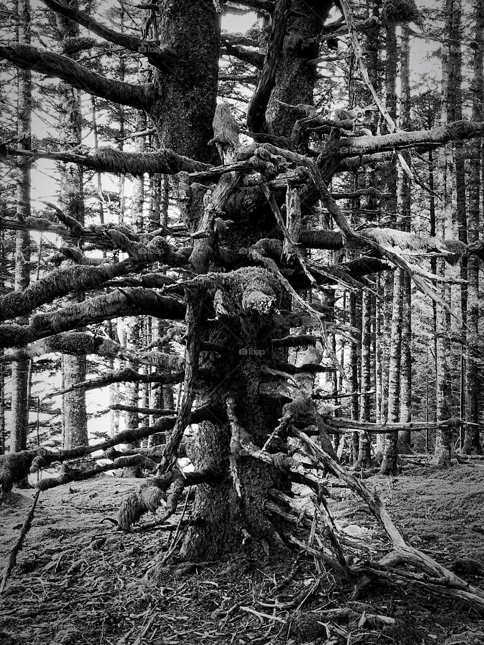 Magical Forest 7