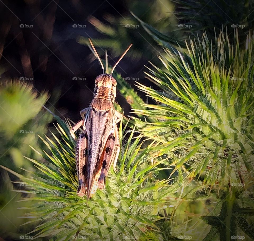 Grasshoppers everywhere 