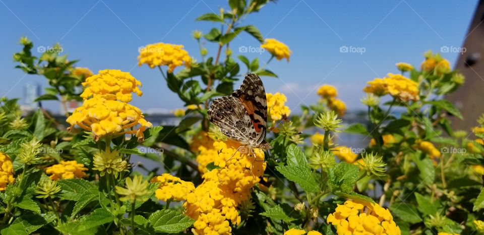 A monarch butterfly sitting on a yellow flower bush on the side of a bridge in Arkansas.