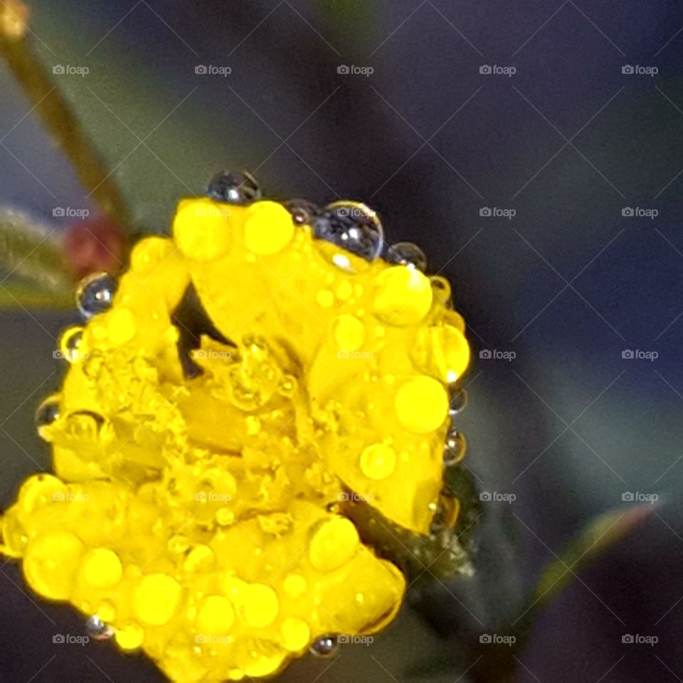 Insect, Nature, Pollen, Flower, Bee