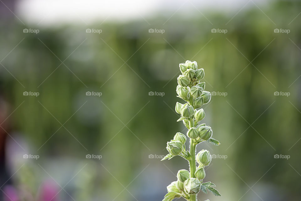 Flowers bloom green yet On a Blurry green background.