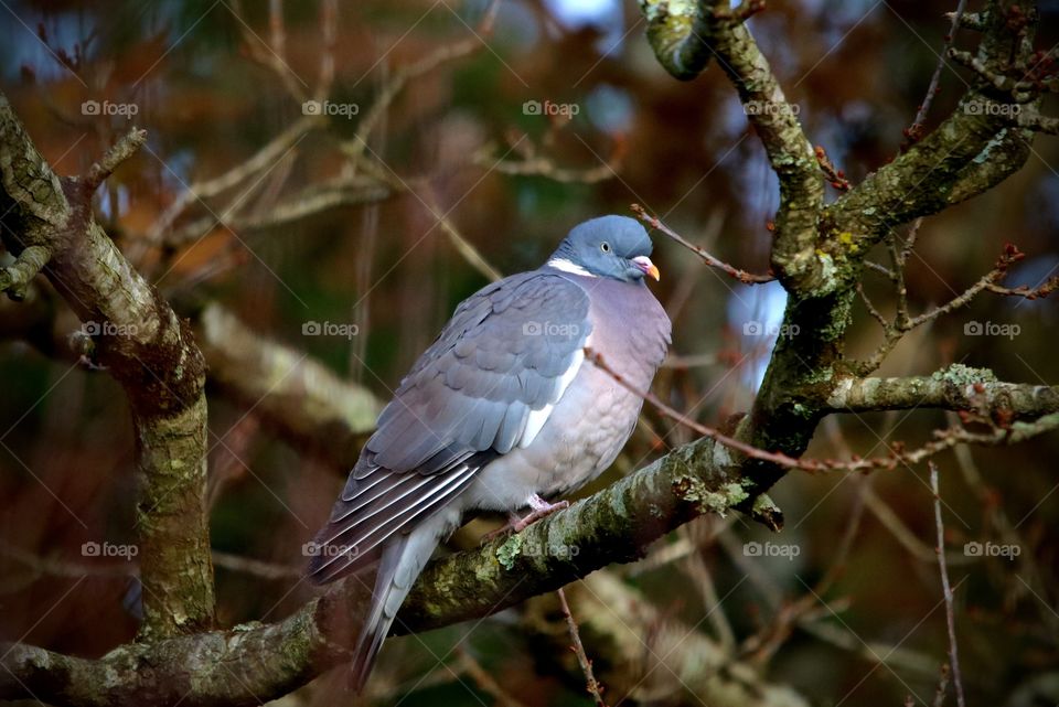 dove on the branch