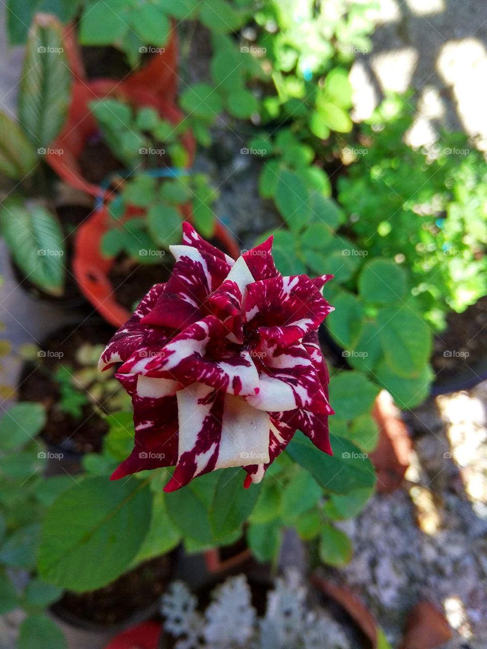 Batik rose
