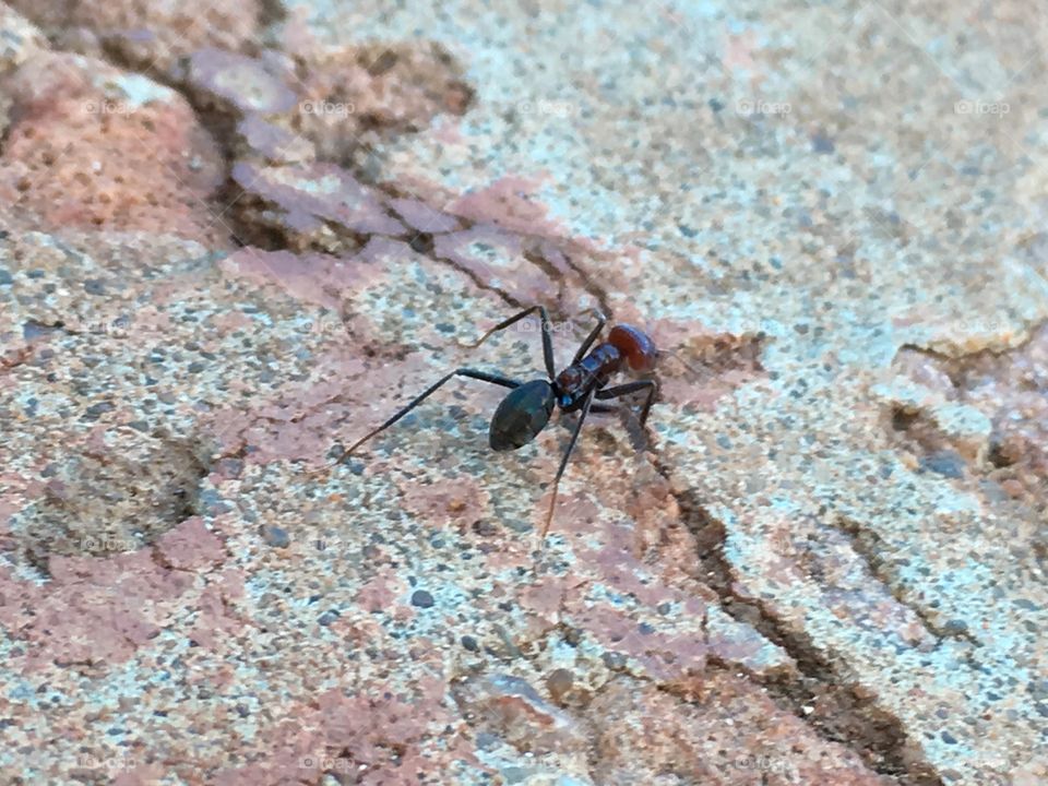 Worker ant closeup on patterned sidewalk paver closeup large bull ant