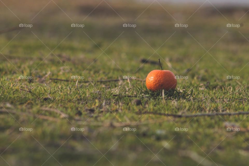 a small orange orange fell from a tree and lies on a flat green grass