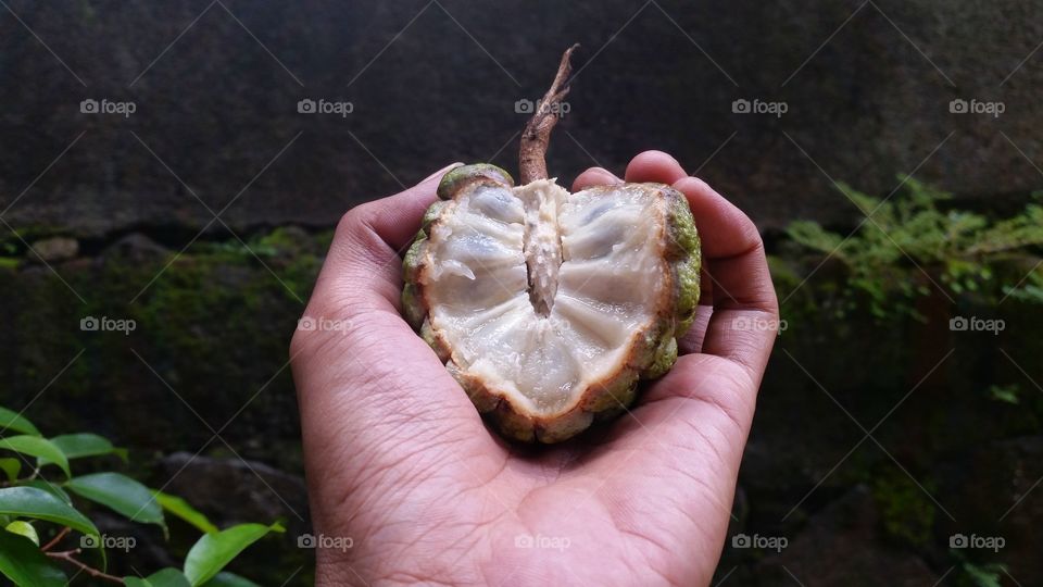 Srikaya, is a plant belonging to the genus Annona originating from the tropics. Srikaya fruit is round with many-eyed skin. The flesh is white. Including perennial semi-green shrubs or deciduous trees reaching 8 m in height.